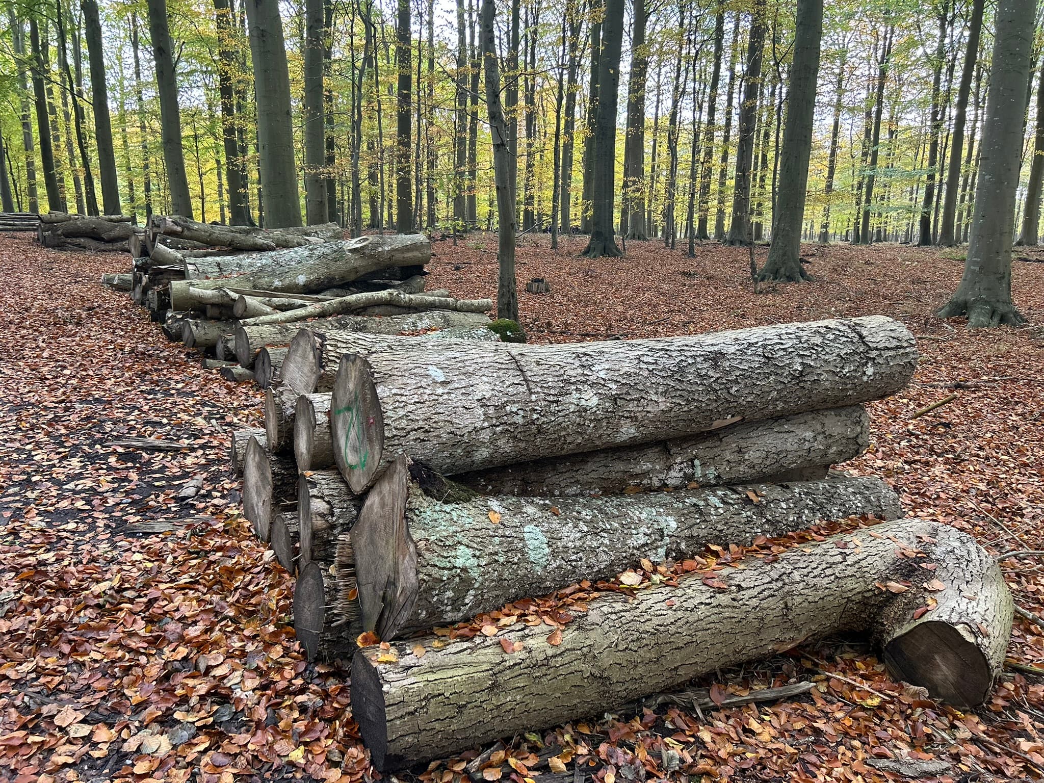 Efterårs brændestak i Brattingsborg Skov