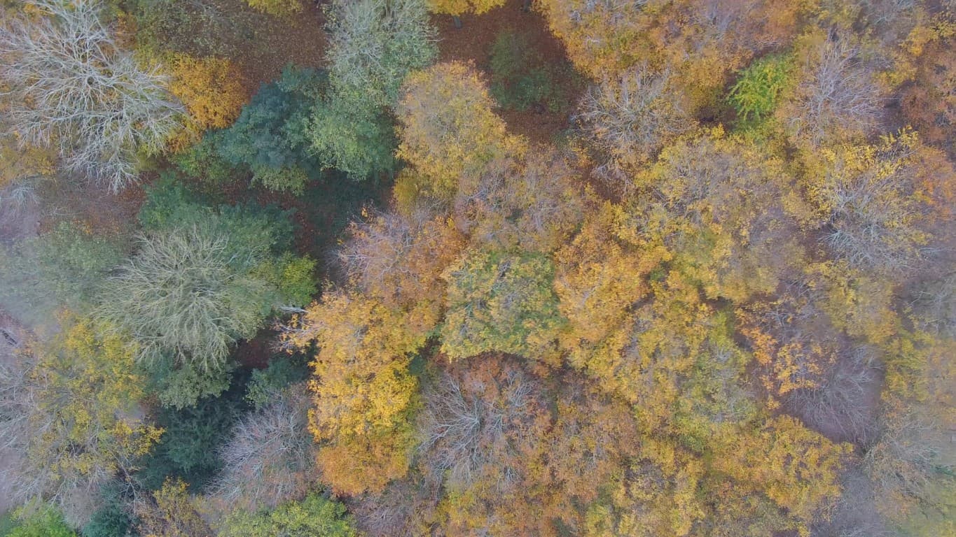 Efterårs skov i Brattingsborg