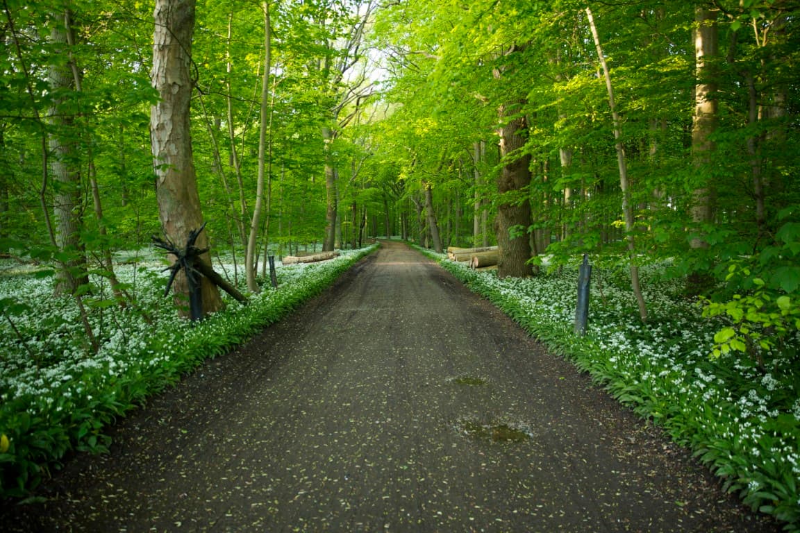 Skovvej i Brattingsborg